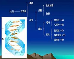 IVD行業(yè)常見(jiàn)的核酸提取方法及原理